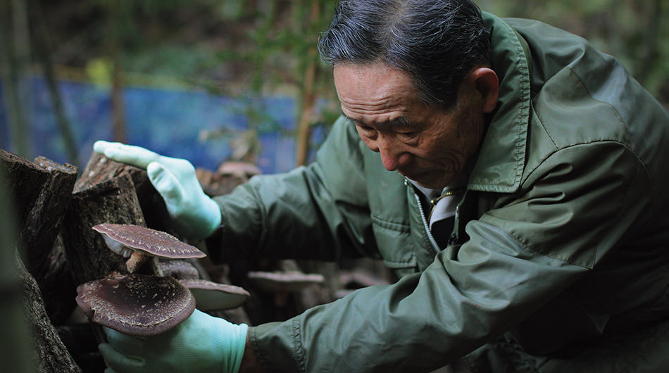 愛媛謹製 原木椎茸
