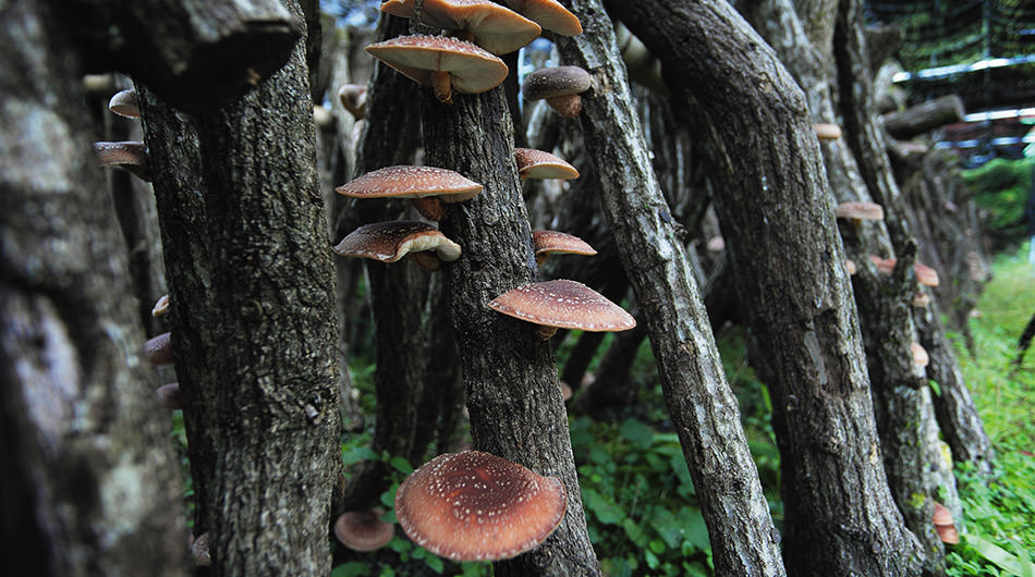 愛媛謹製 原木椎茸