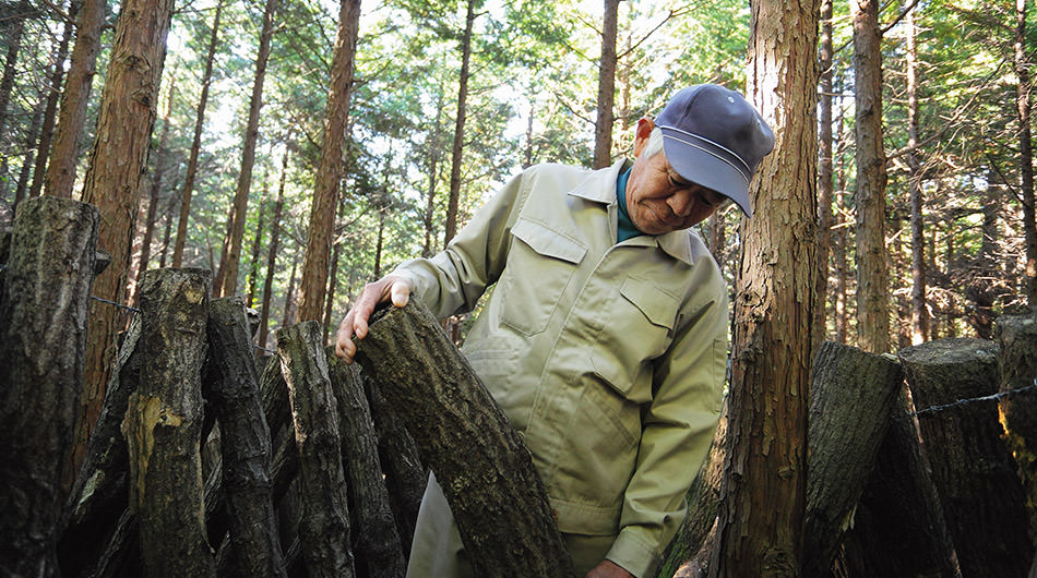 愛媛謹製 原木椎茸